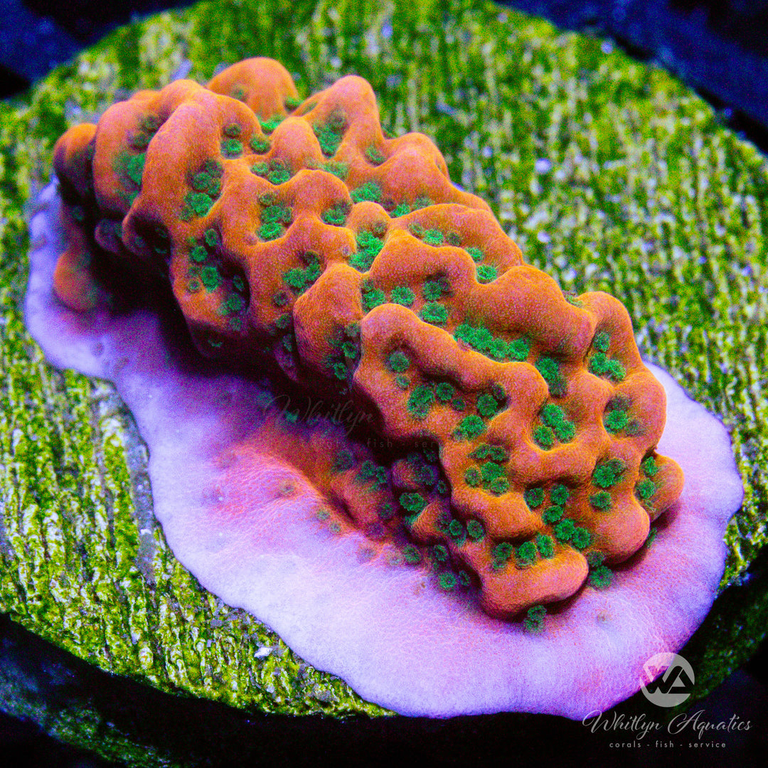C09 - Cherry Tree Montipora - WYSIWYG - Whitlyn Aquatics