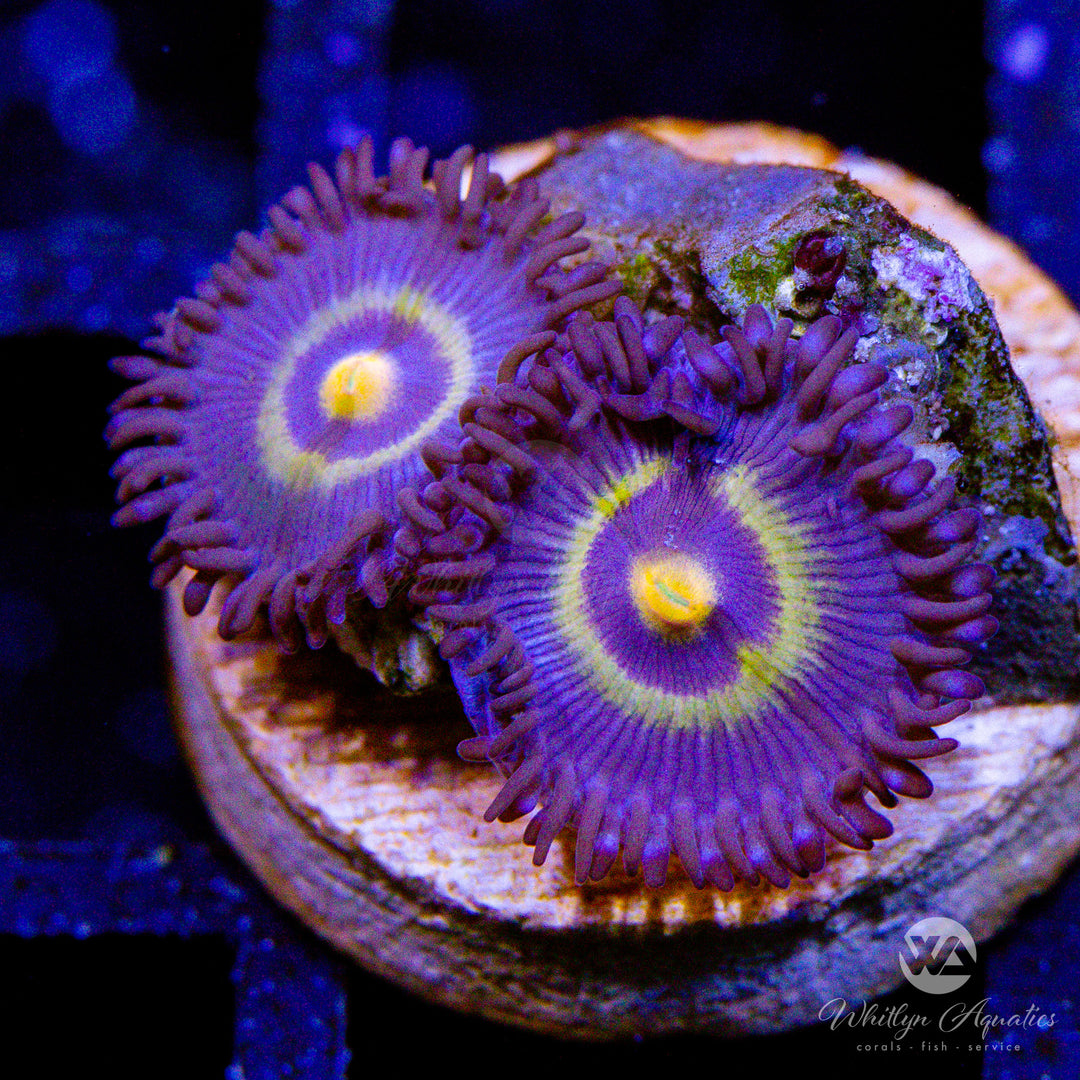 Outcast Zoanthid