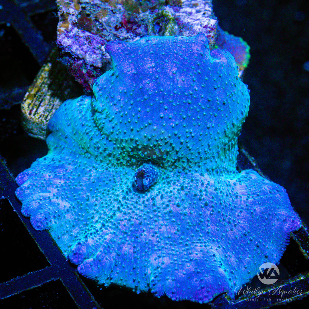 C01 - WA Blue Meanie Mushroom - WYSIWYG