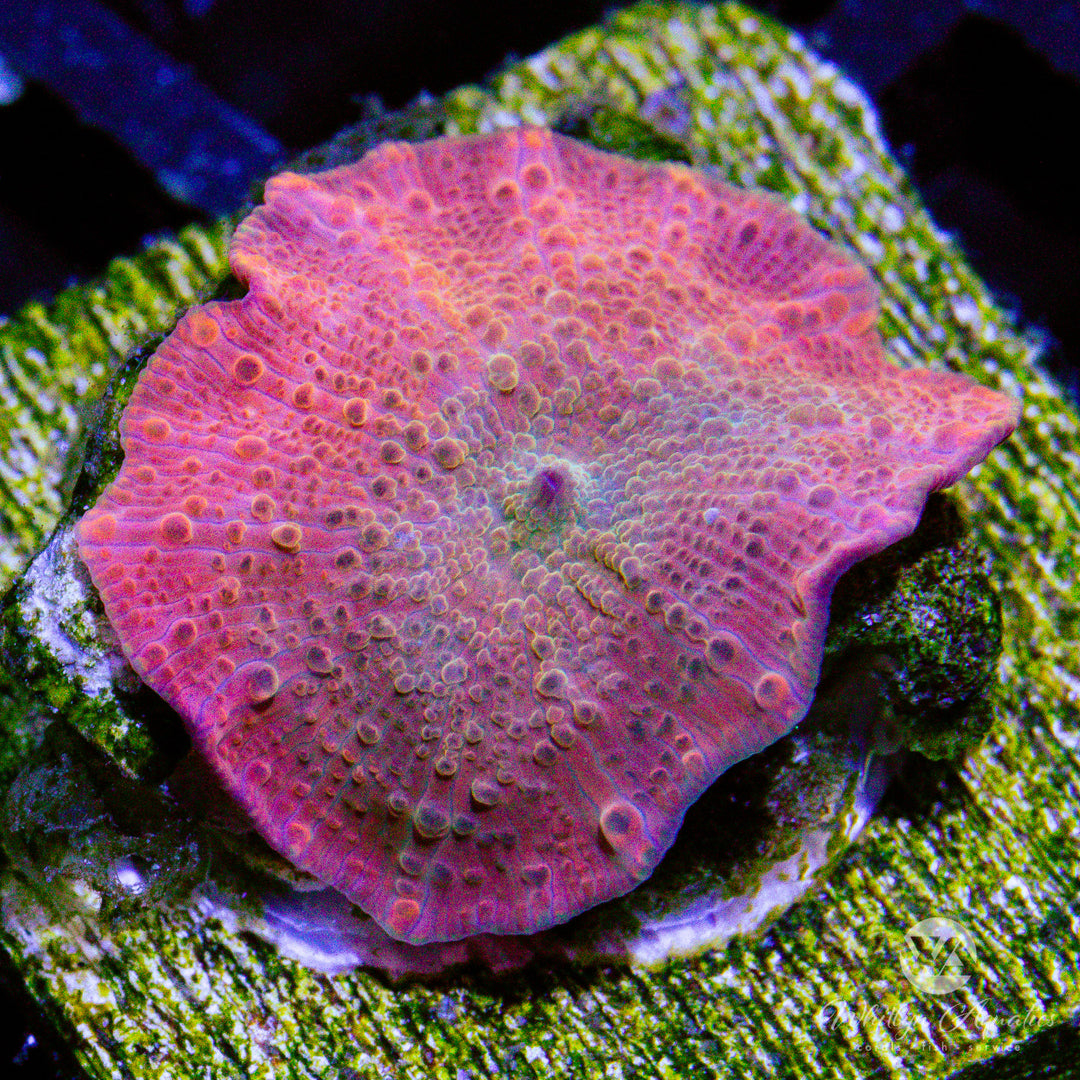 C02 - WA Peach Cobbler Mushroom - WYSIWYG - Whitlyn Aquatics
