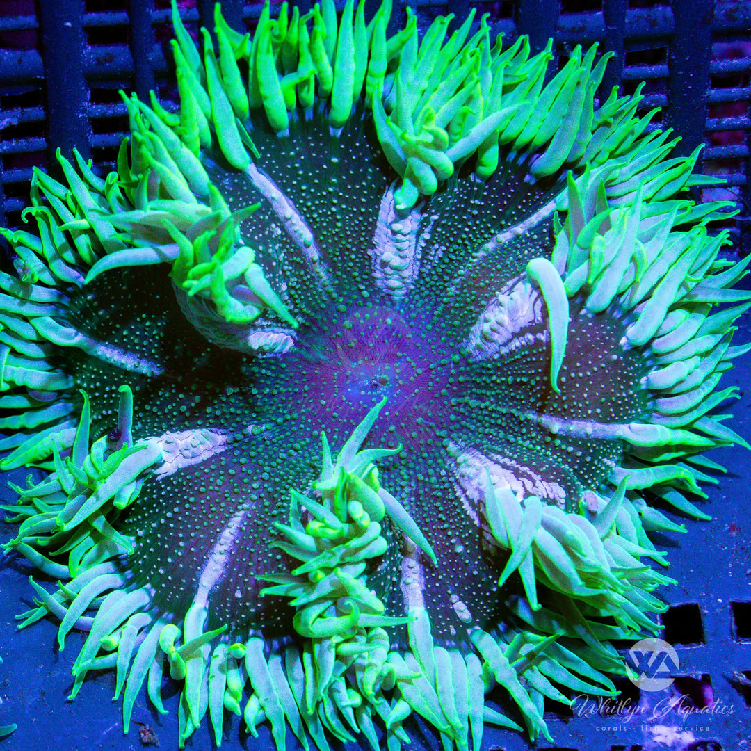 1A - XL Rock Flower Anemone (~3") - WYSIWYG