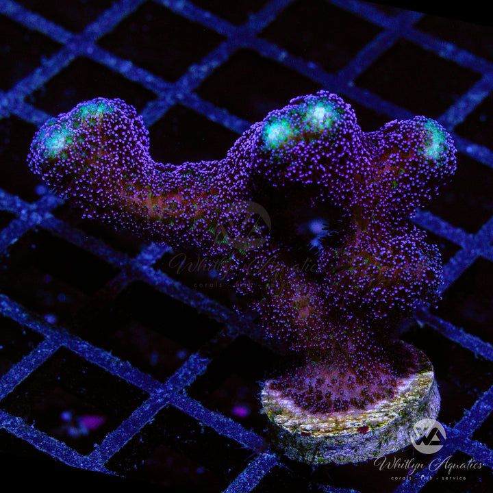 Milka Stylo - WYSIWYG