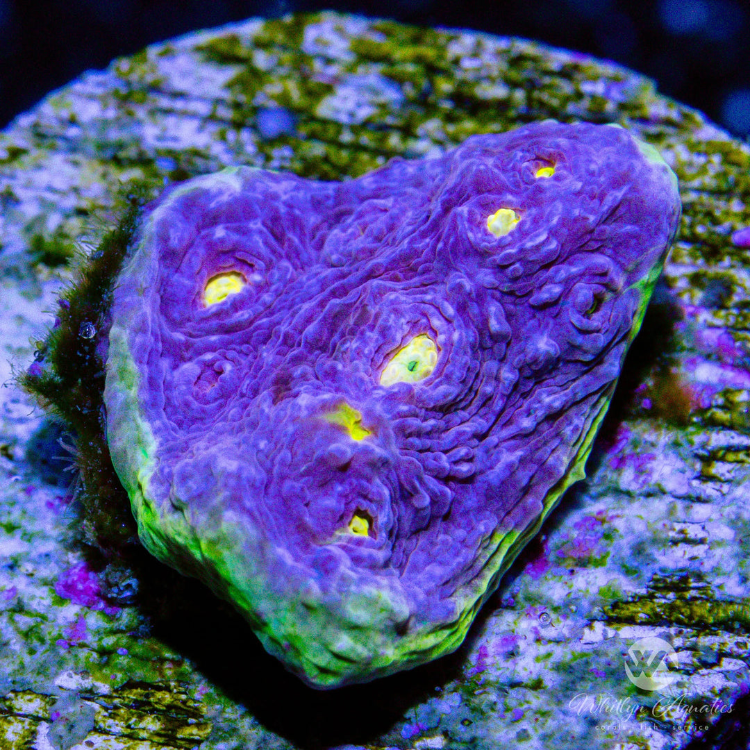 WA Easter Egg Chalice - WYSIWYG