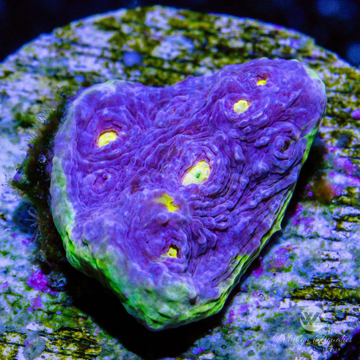 WA Easter Egg Chalice - WYSIWYG