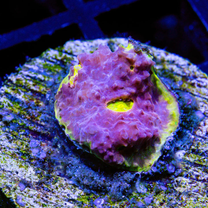 WA Easter Egg Chalice - WYSIWYG