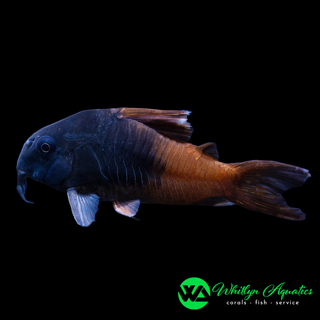 Rio Tomo Concolor Cory CW217 - Hoplisoma concolor - Whitlyn Aquatics
