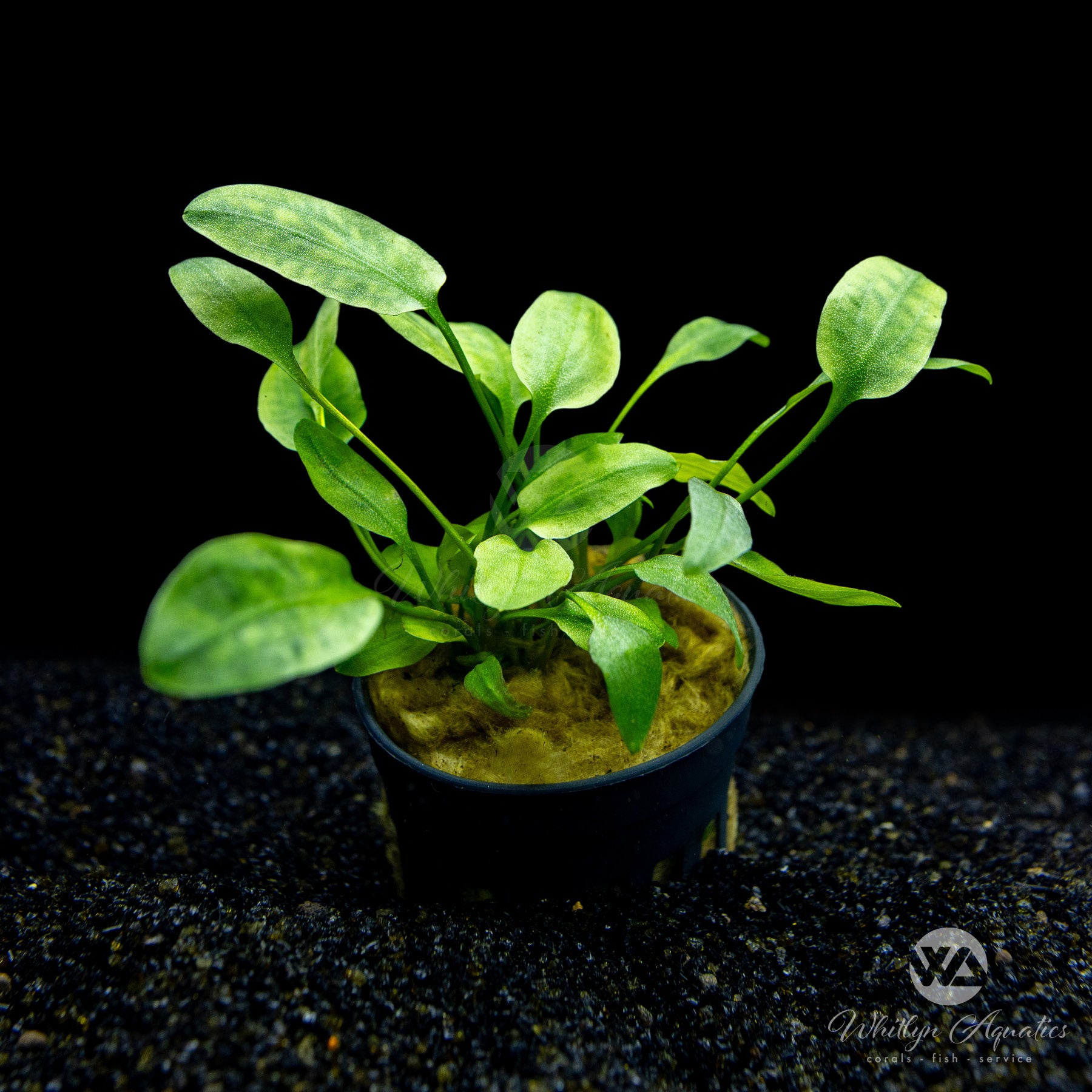 Cryptocoryne Willisii – Whitlyn Aquatics