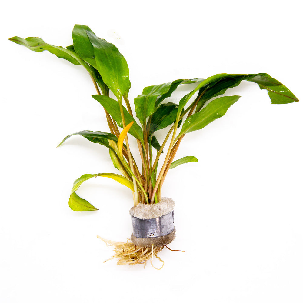 Crypt Petchii - Cryptocoryne Beckettii Petchii