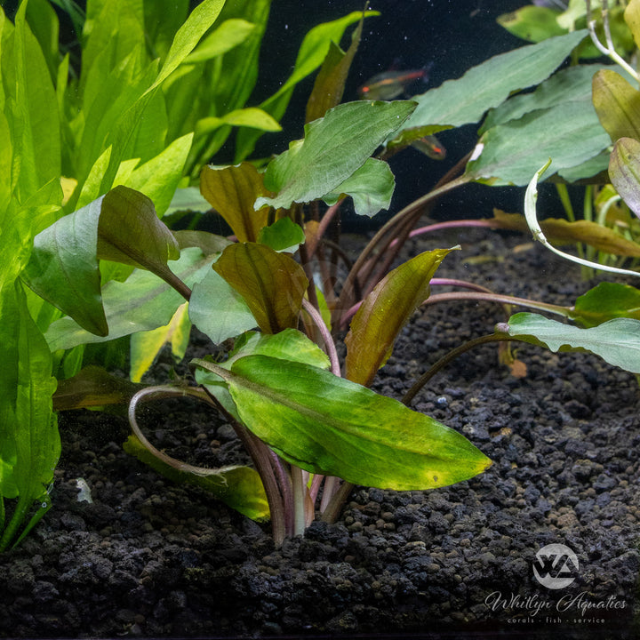 Cryptocoryne Beckettii Petchii
