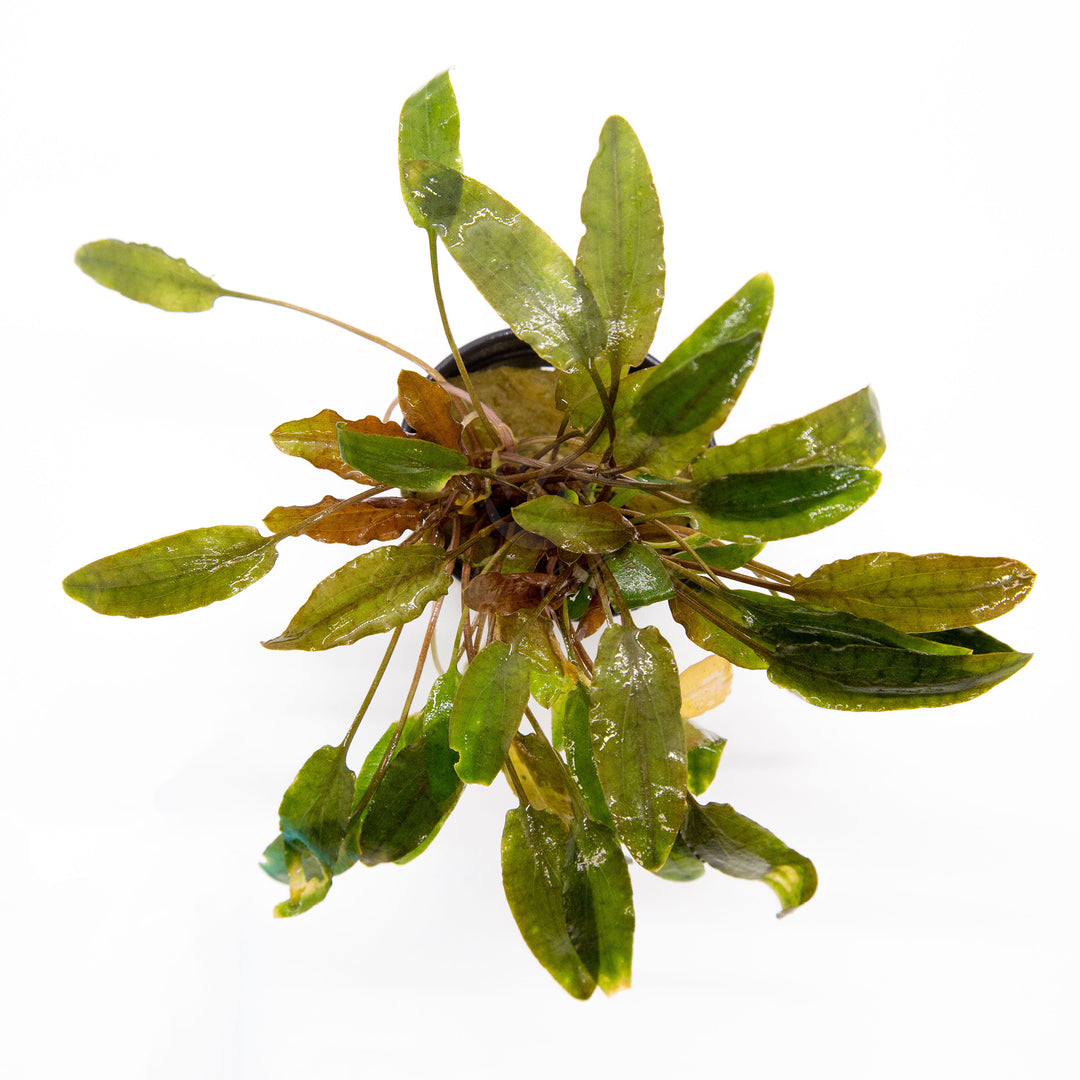 Cryptocoryne wendtii mioya