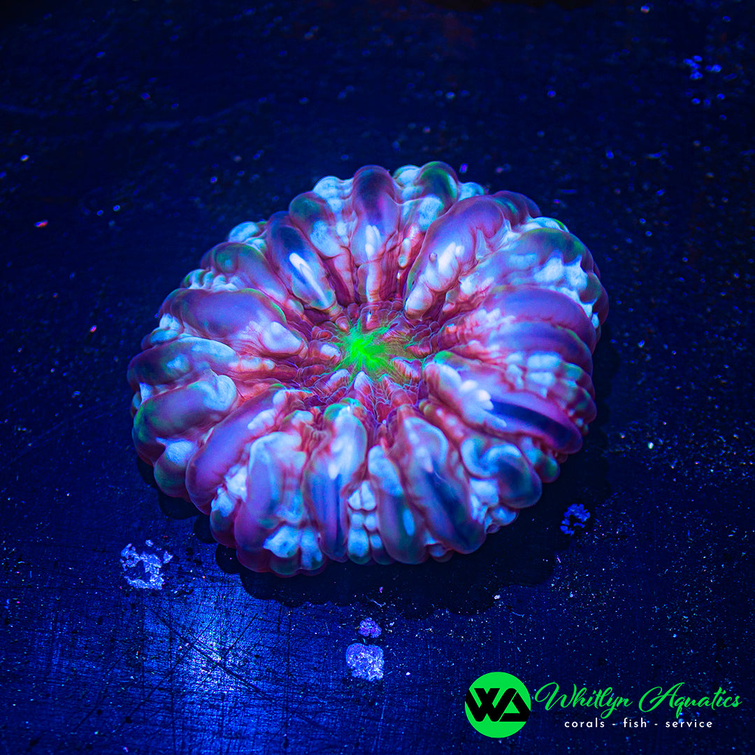 Cosmic Candy Cynarina WYSIWYG