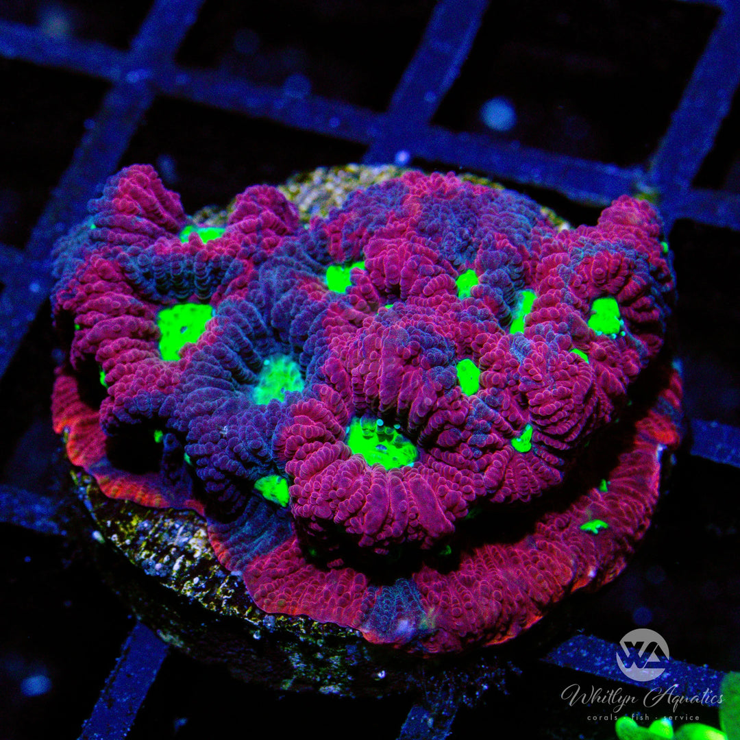 War Coral Favia - Whitlyn Aquatics