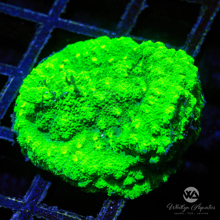 WA Kryptonite Cyphastrea - Whitlyn Aquatics