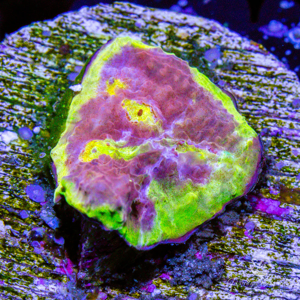 WA Easter Egg Chalice - Whitlyn Aquatics