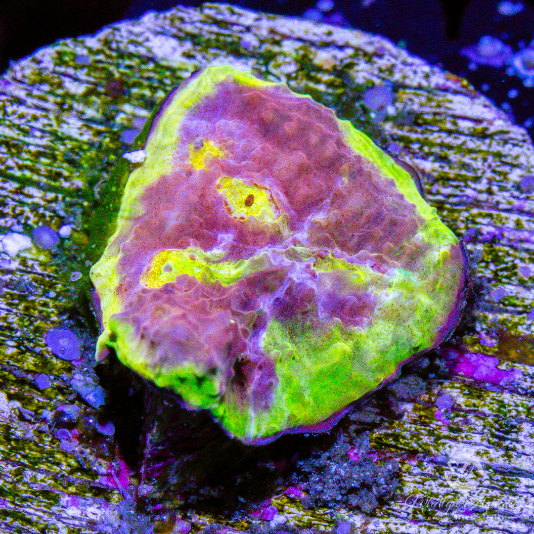 WA Easter Egg Chalice - Whitlyn Aquatics