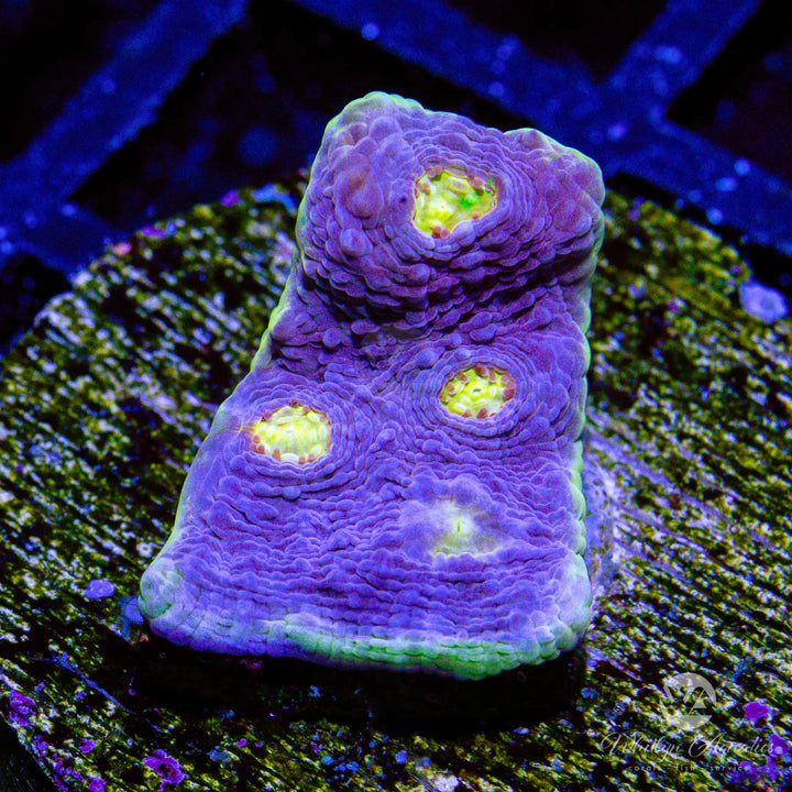 WA Easter Egg Chalice - Whitlyn Aquatics