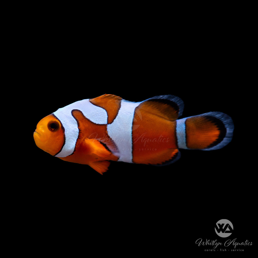 DaVinci Clownfish (Grade B) - Amphiprion Ocellaris