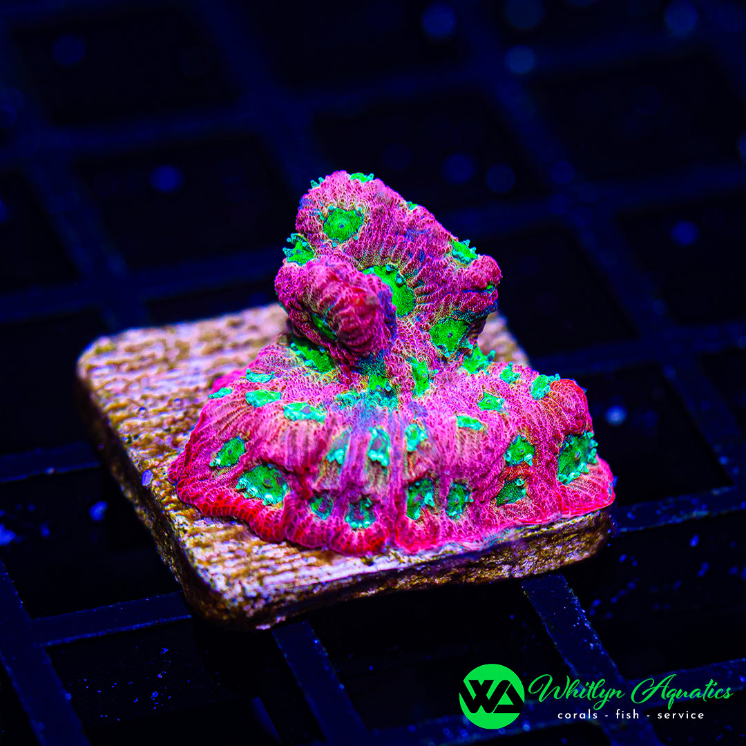Dayglow Favia (WYSIWYG)