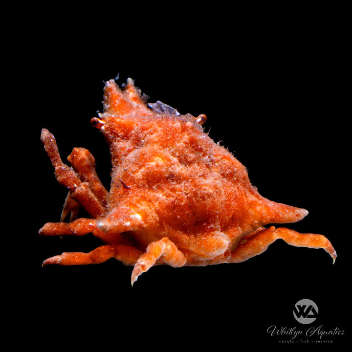 Decorator Crab - Camposcia refusa