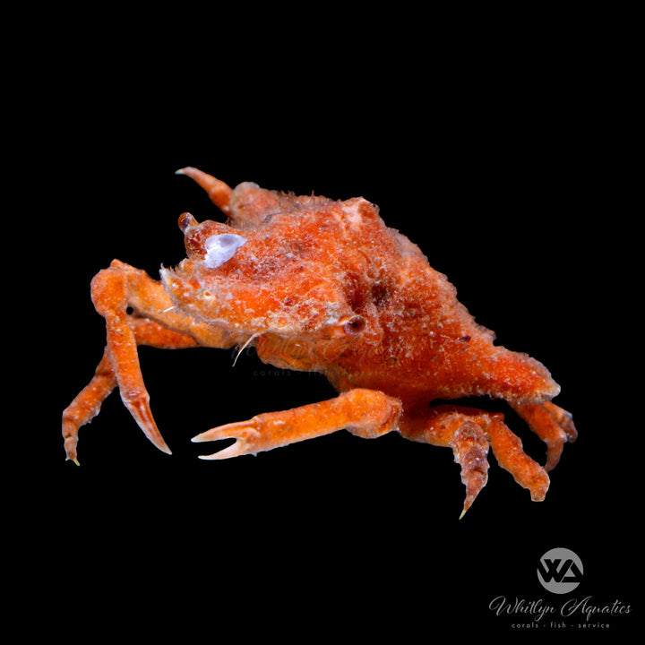 Decorator Crab - Camposcia refusa