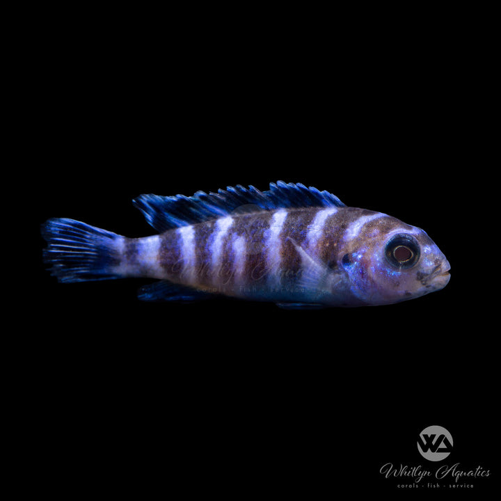 Demasoni Mbuna Cichlid - Pseudotroheus demasonil