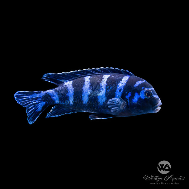 Demasoni Mbuna Cichlid - Pseudotroheus demasonil