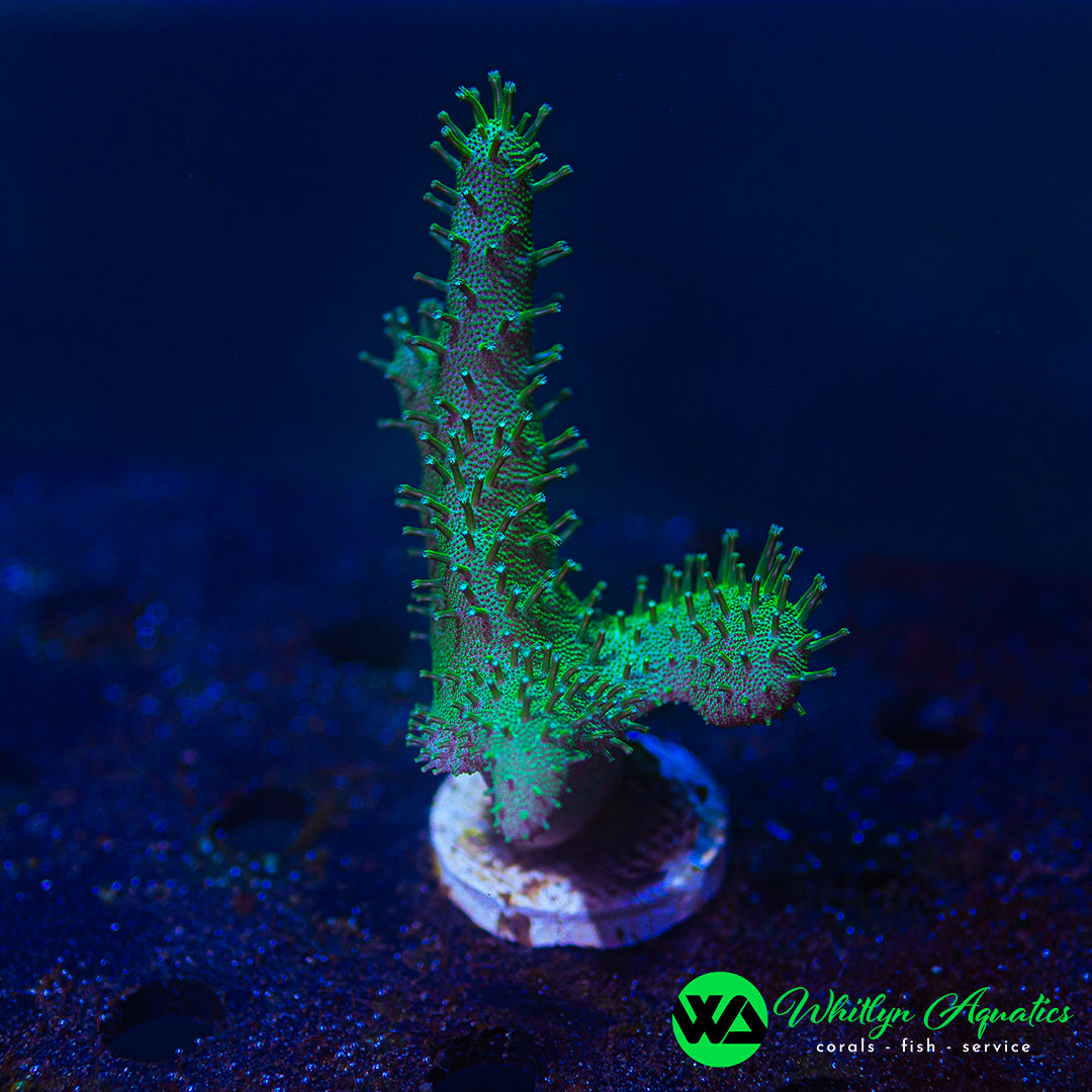 Green Devil's Hand Leather (Aquacultured)
