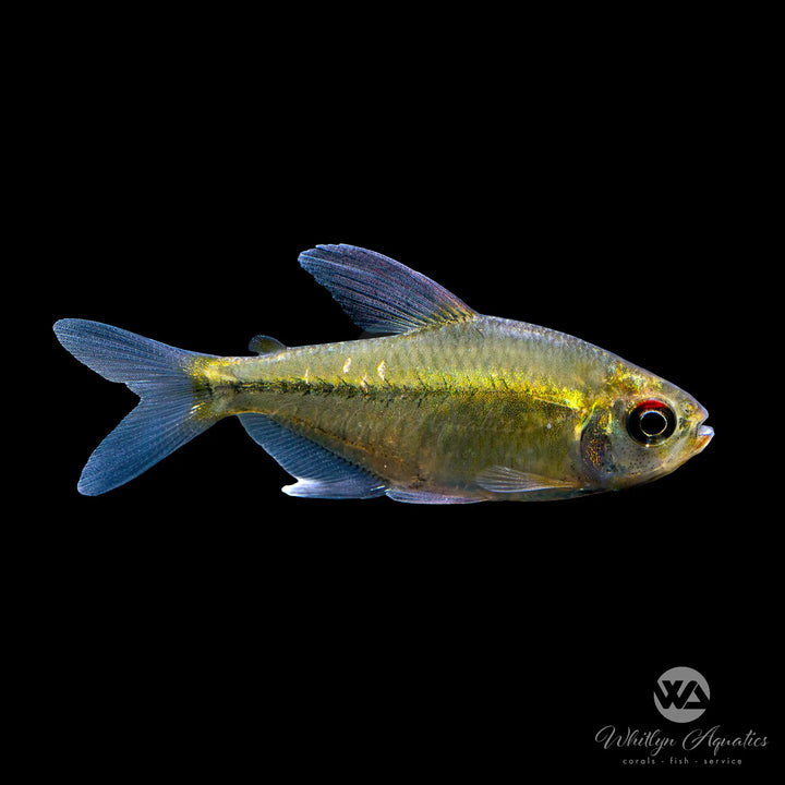 Diamond Tetra - Makunaima pittieri