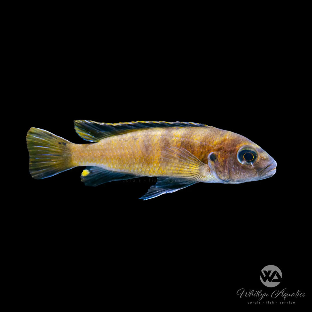 Flavus Cichlid - Pseudotropheus flavus