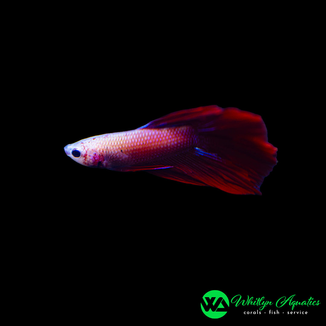 Dragonscale Male Betta