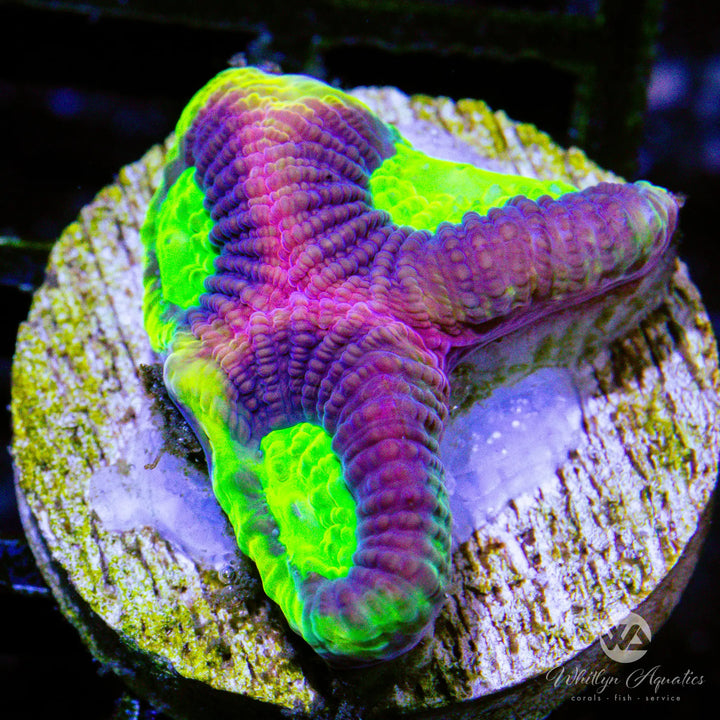 WA Dragon Soul Favia