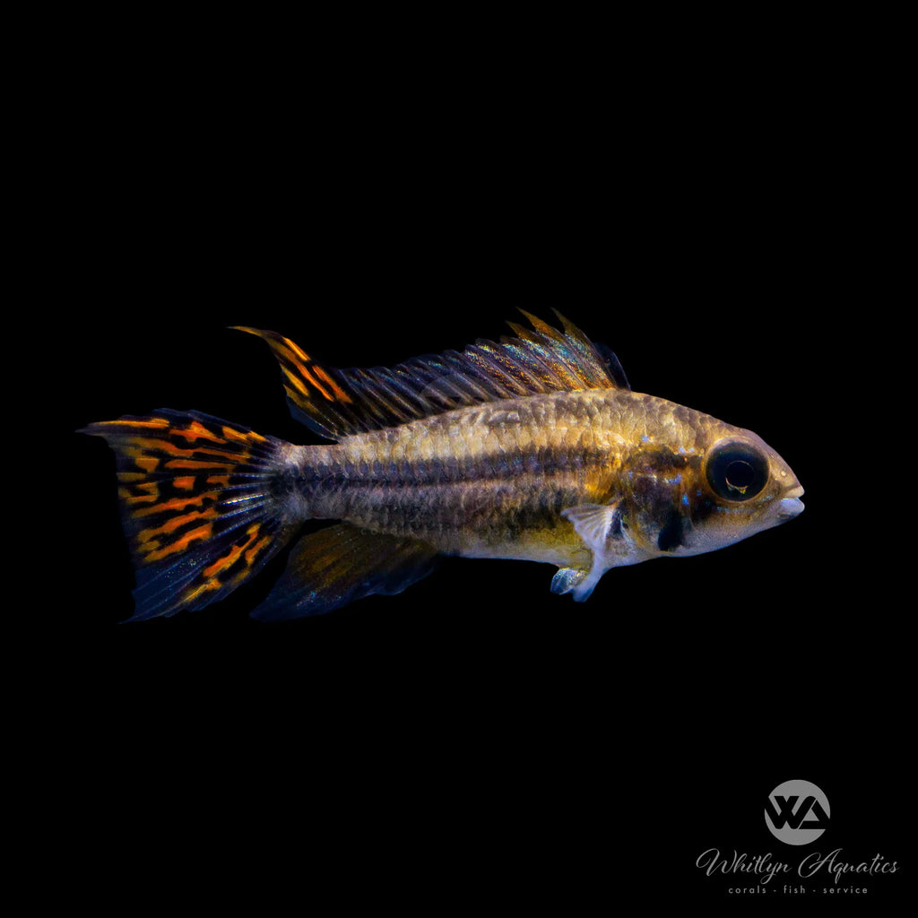 Dwarf Cockatoo Cichlid Apistogramma cacatuoides – Whitlyn Aquatics