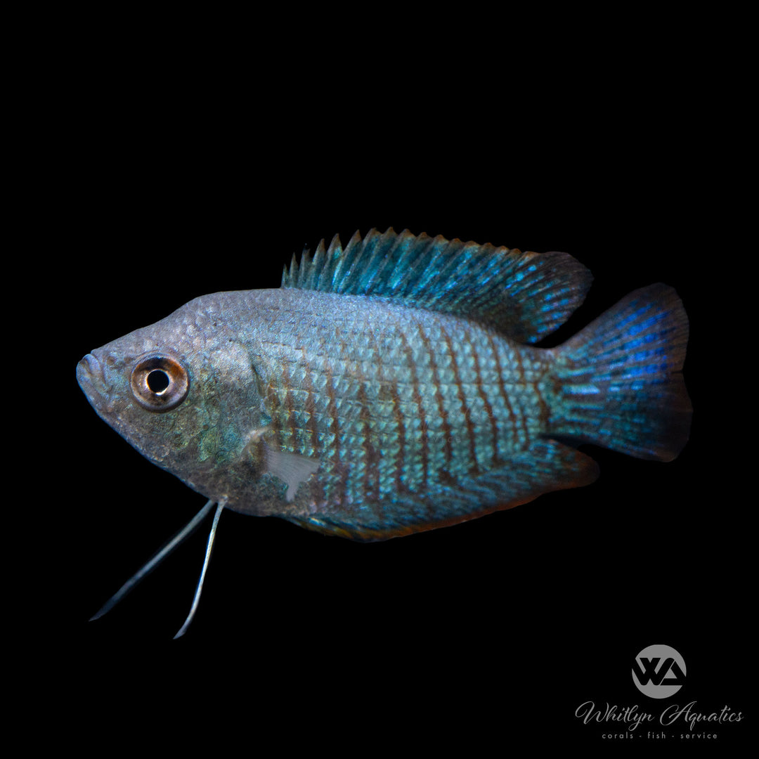 Dwarf Gourami - Colisa labiosa