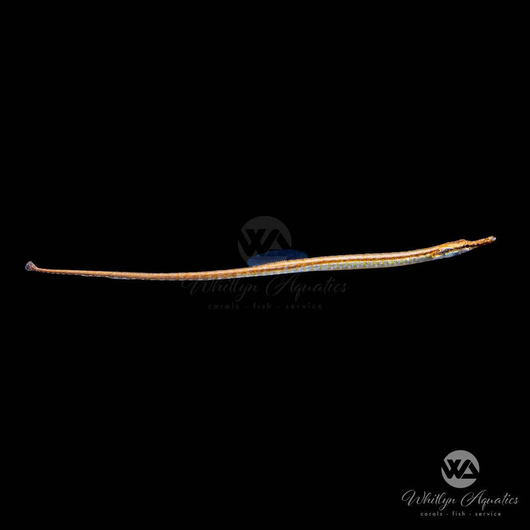 Dwarf Pipefish - Doryichthys deokhatoides