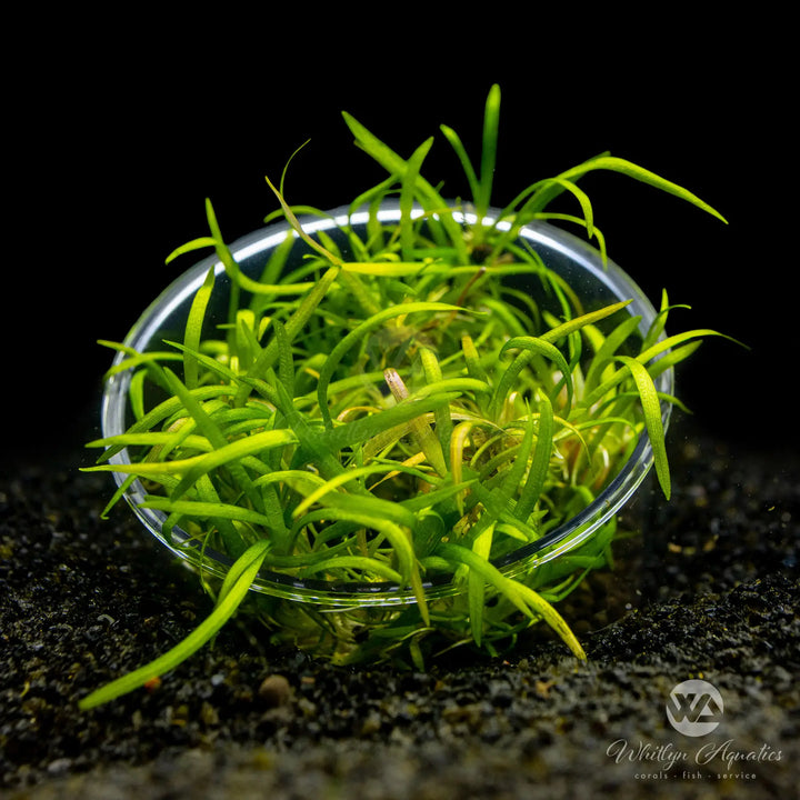 Dwarf Sagittaria - Sagittaria subulata