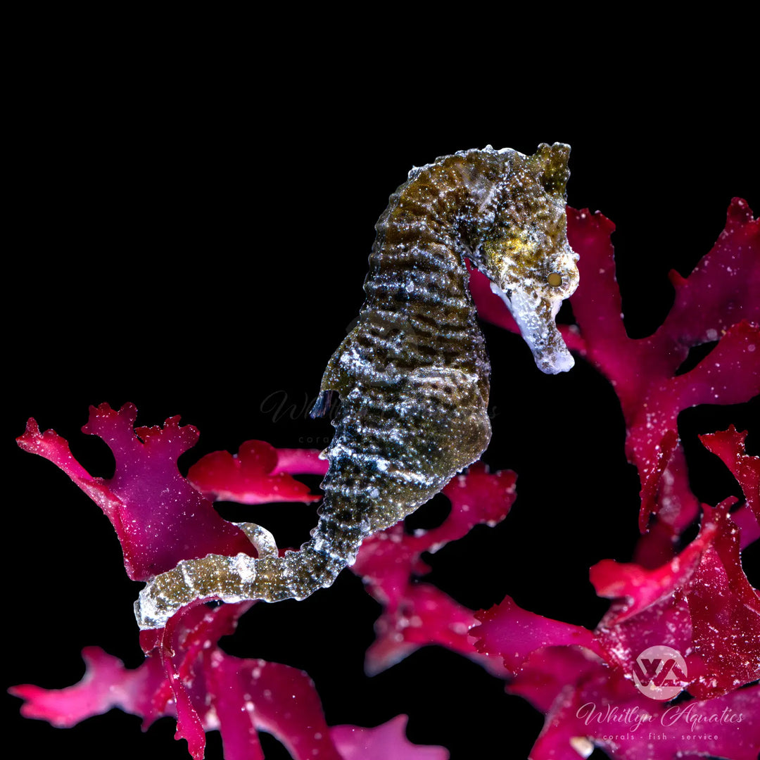 Dwarf Seahorse - Hippocampus zosterae