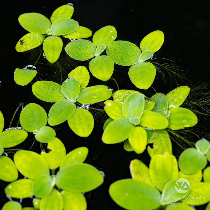 Dwarf Water Lettuce - Pistia stratiotes
