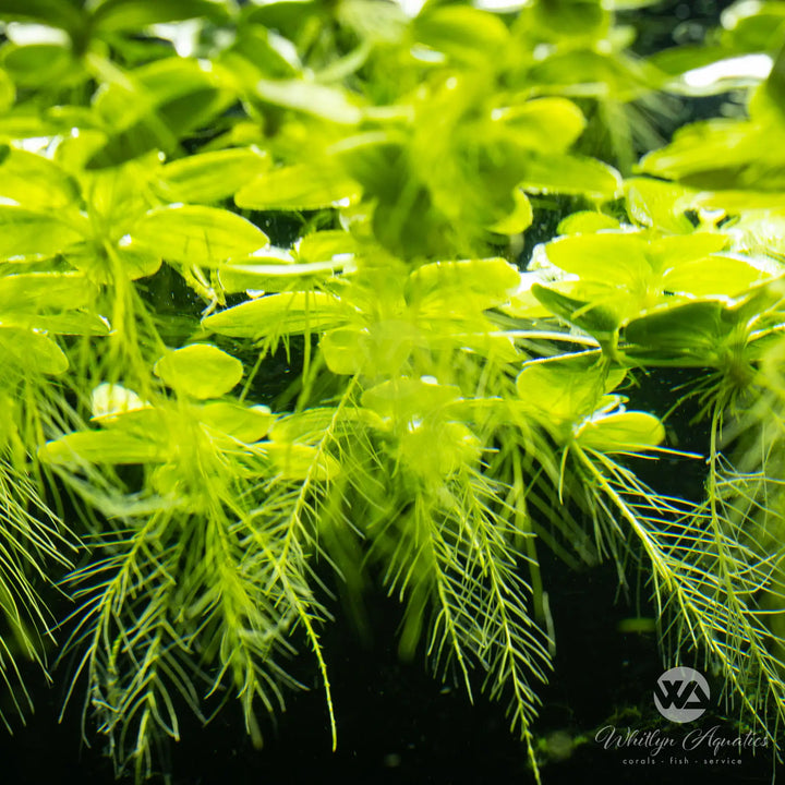 Dwarf Water Lettuce - Pistia stratiotes