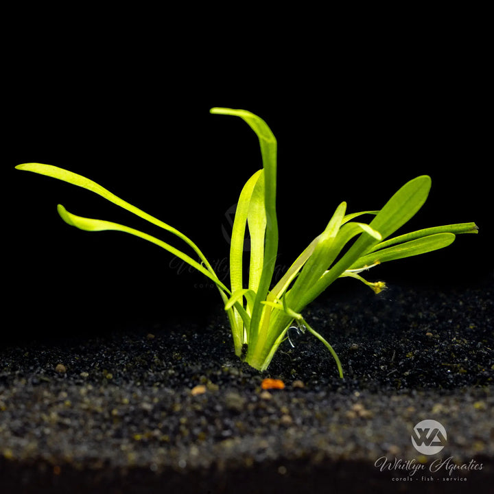 Dwarf Sagittaria - Sagittaria subulata