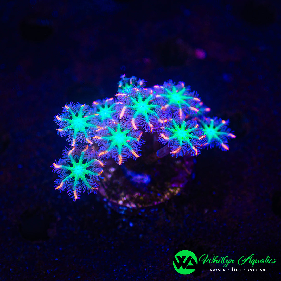 Rainbow Clove Polyp
