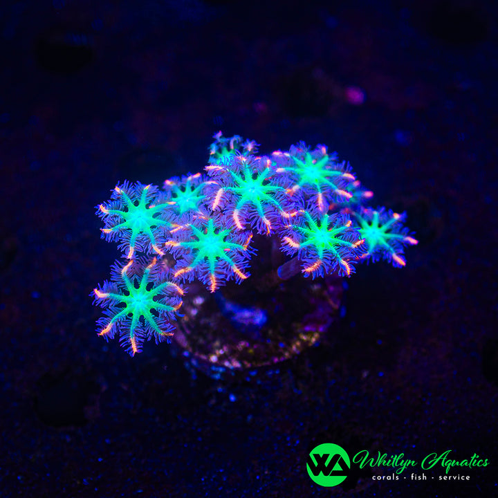 Rainbow Clove Polyp