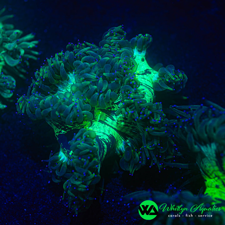 Elegance Coral - WYSIWYG