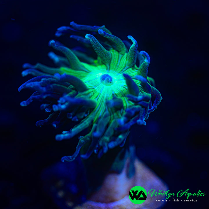 WA Electric Rain Duncan Coral