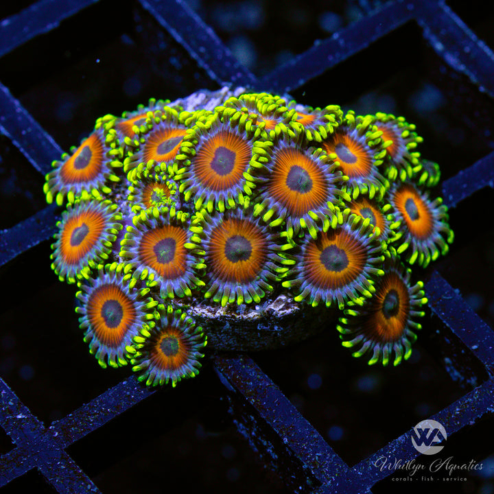 Eagle Eye Zoanthids (Aquacultured)
