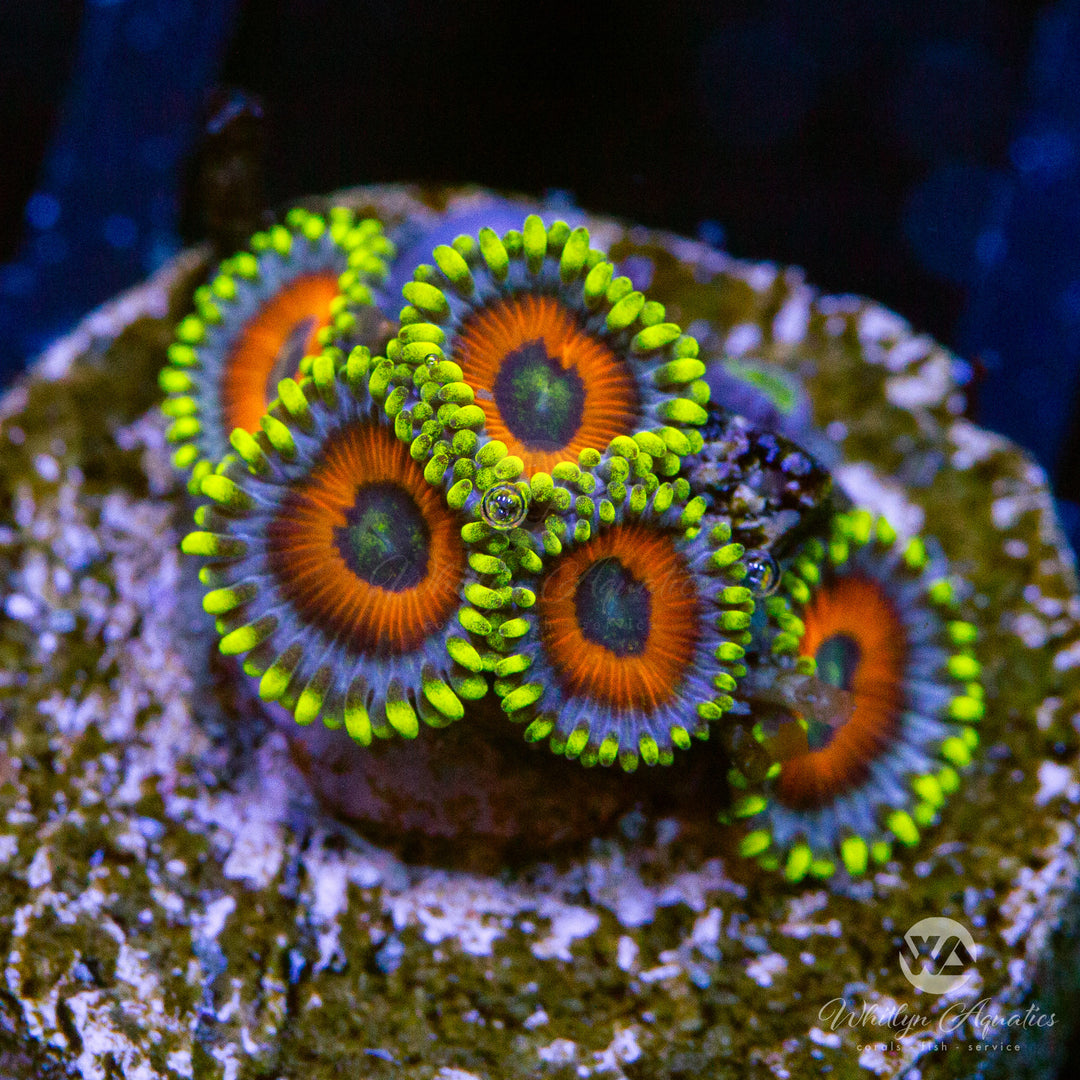 Eagle Eye Zoanthids (Aquacultured) – Whitlyn Aquatics