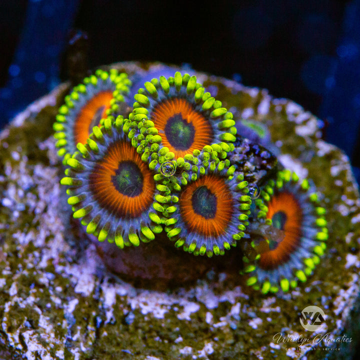 Eagle Eye Zoa