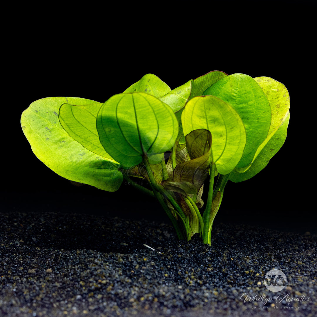 Echinodorus Horizontalis Variegated - Whitlyn Aquatics