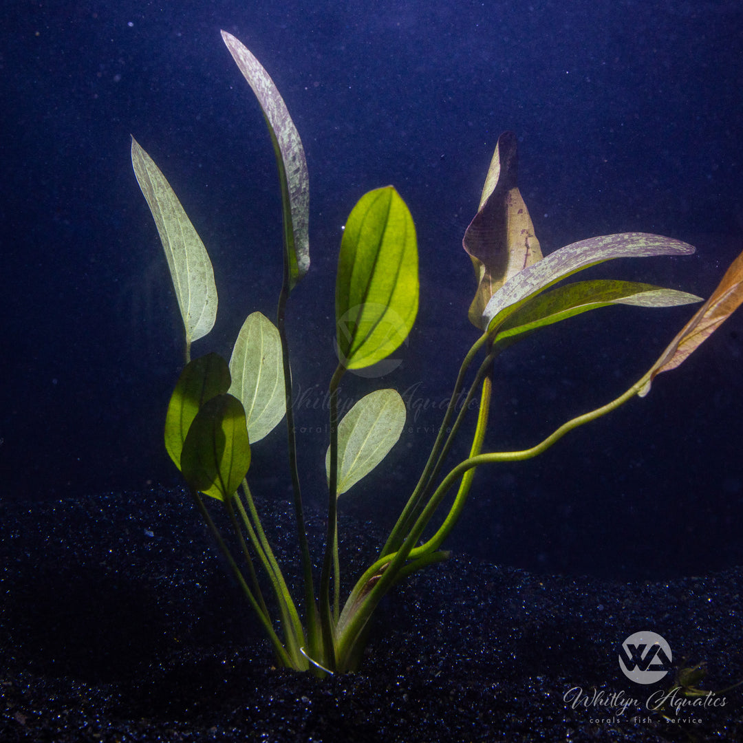 Echinodorus red flame