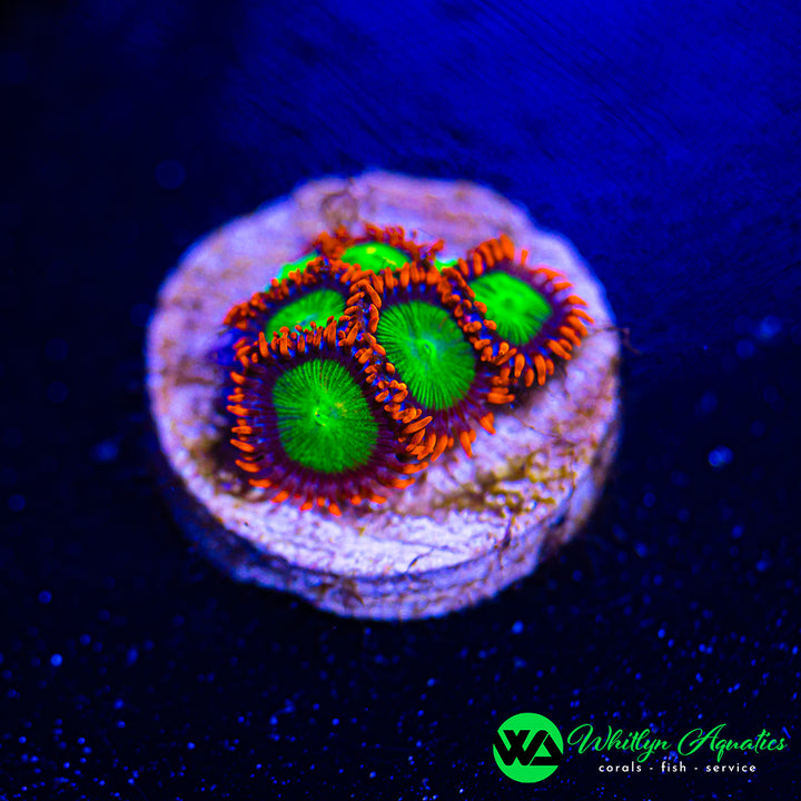 Electric Oompa Loompa Zoanthid (Aquacultured)