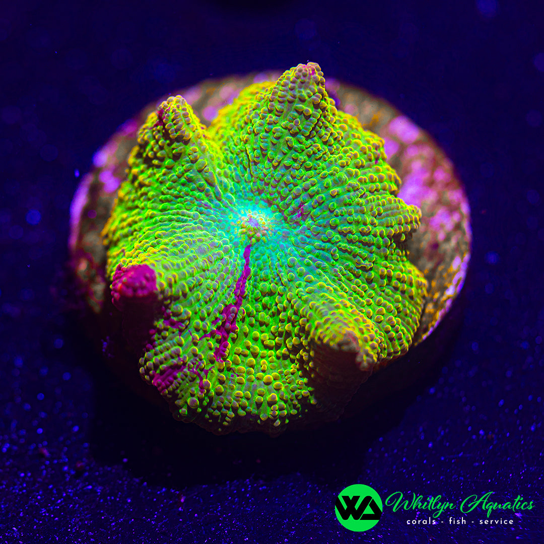 Eclectus Jawbreaker Mushroom